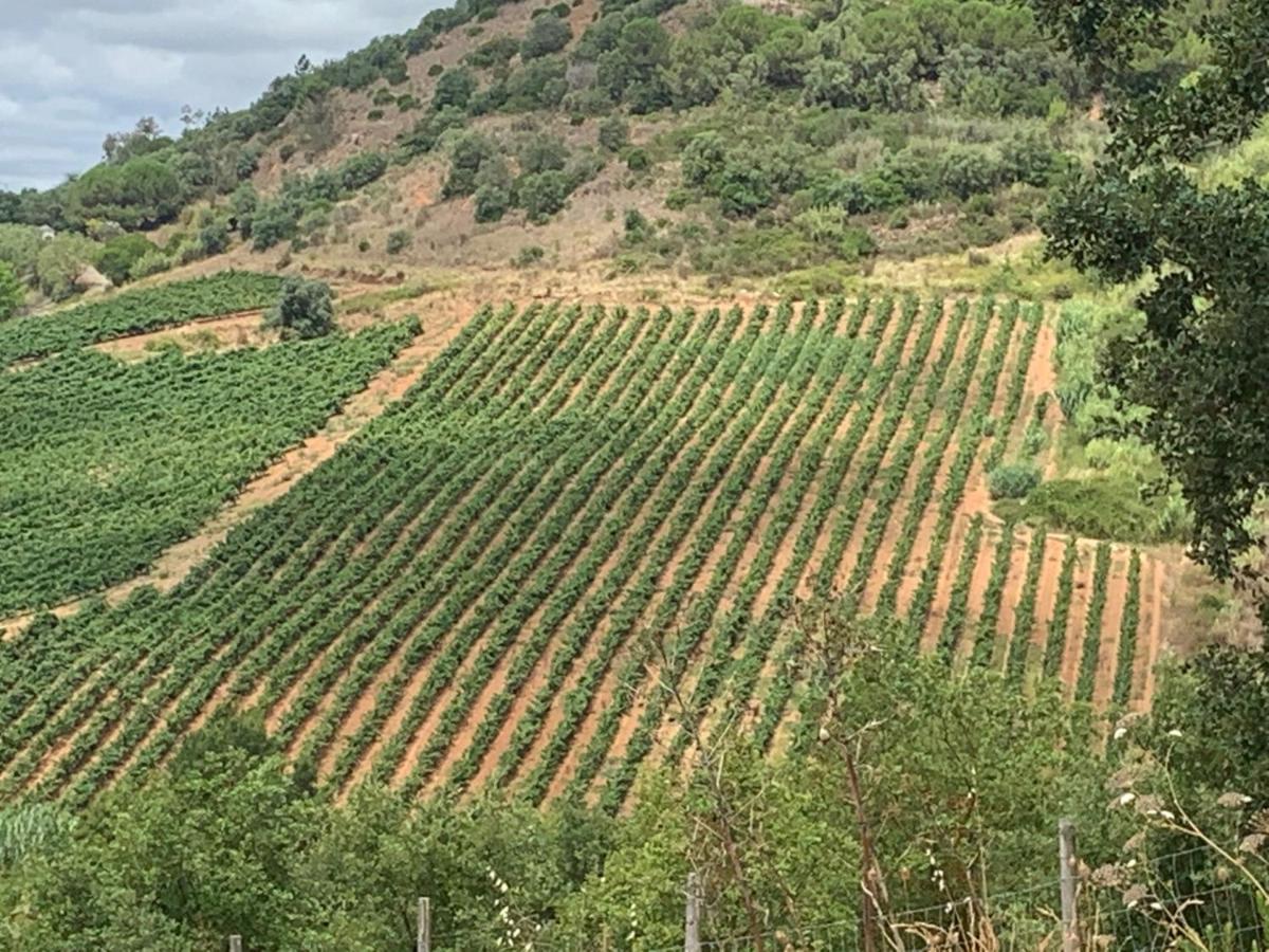 Quinta Ribeira Do Labrador - Lisbon West Wine Route Villa Alenquer Exterior foto